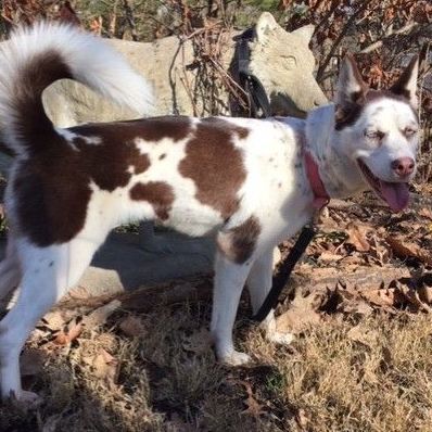Lucy, a Adopted mixed breed in Lockport, IL image 2/6