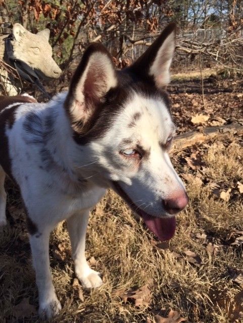 Lucy, a Adopted mixed breed in Lockport, IL image 3/6