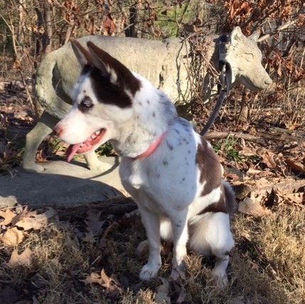 Lucy, a Adopted mixed breed in Lockport, IL image 4/6