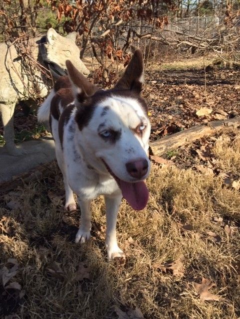 Lucy, a Adopted mixed breed in Lockport, IL image 6/6