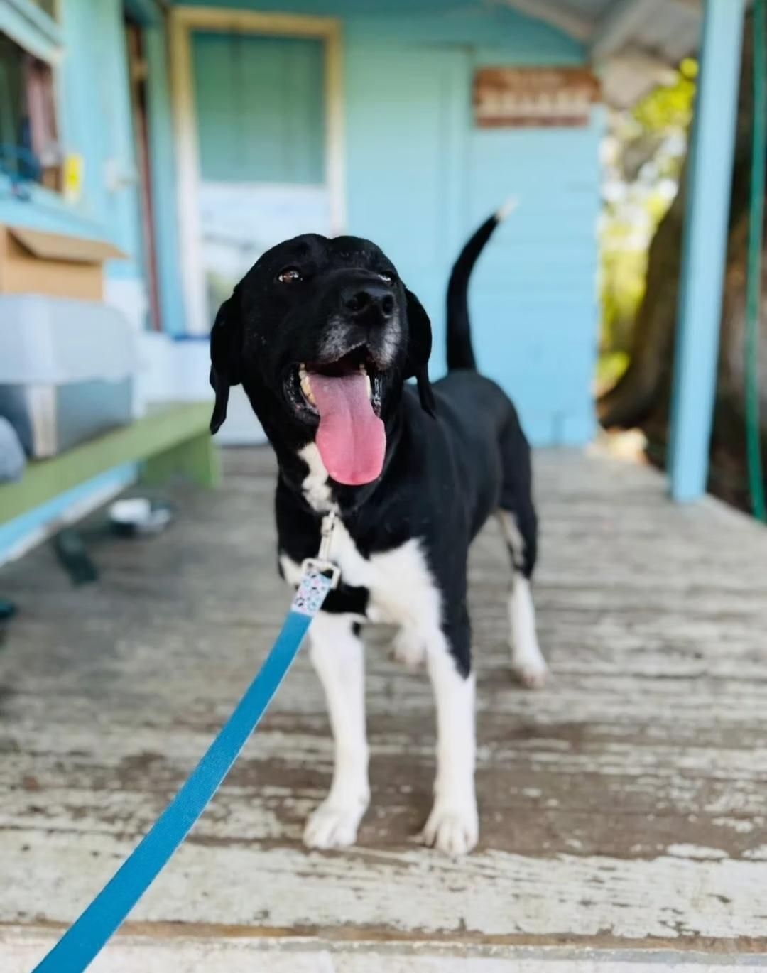 Dumplin', Adopted, Adult Female Hound.