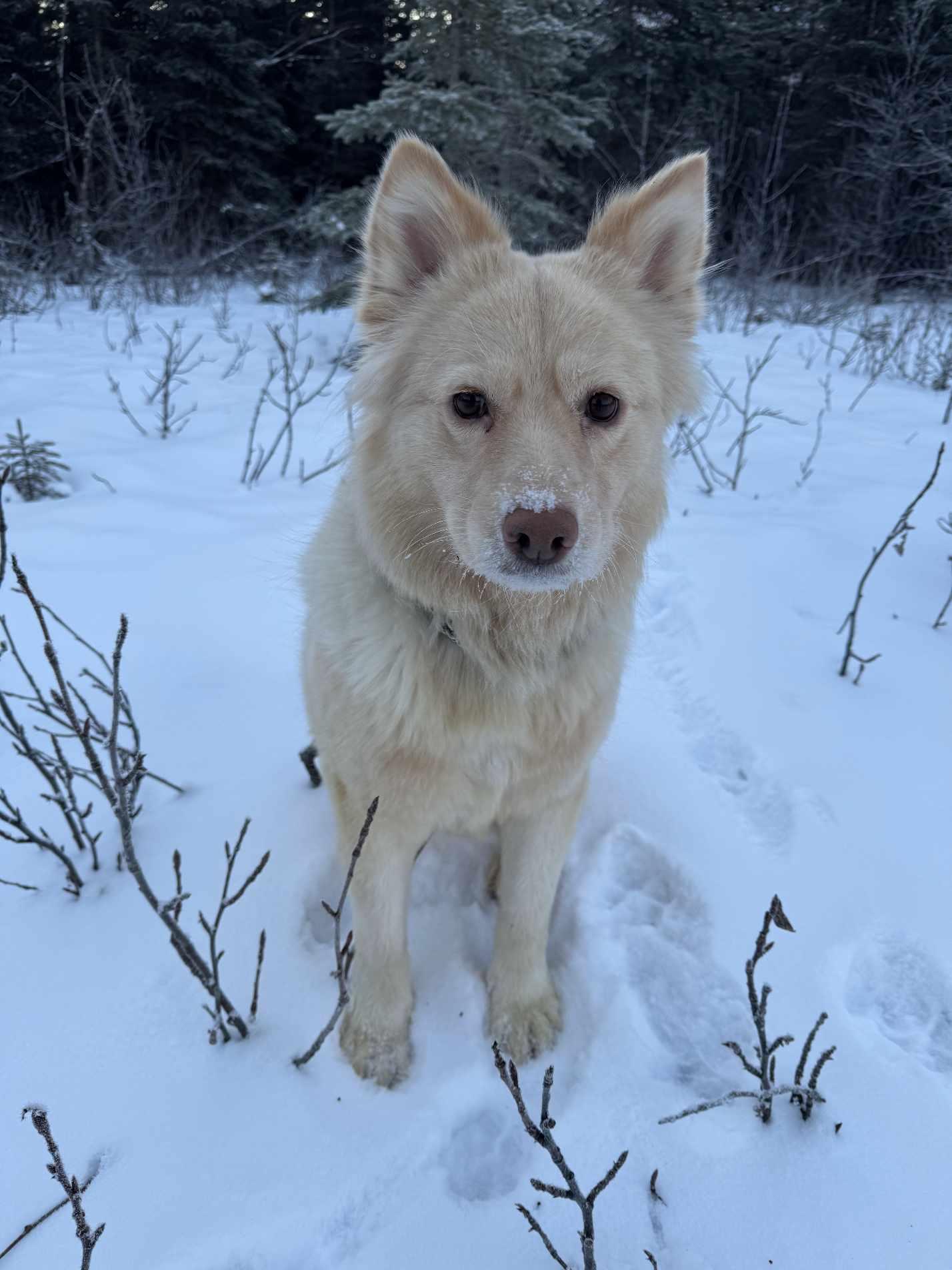 Sweetie, a Adoptable mixed breed in Anchorage, AK image 1/3