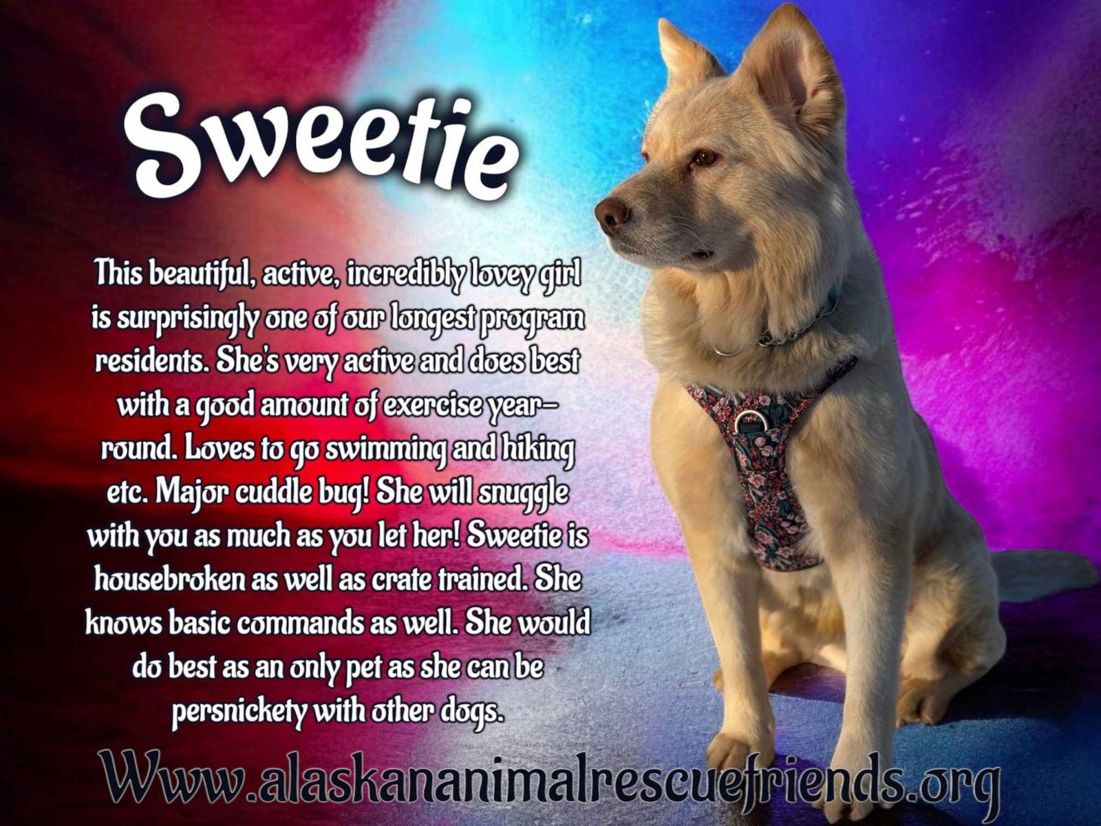 Sweetie, a Adoptable mixed breed in Anchorage, AK image 2/3