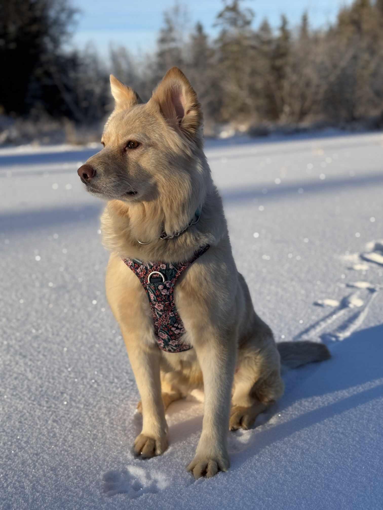 Sweetie, a Adoptable mixed breed in Anchorage, AK image 3/3