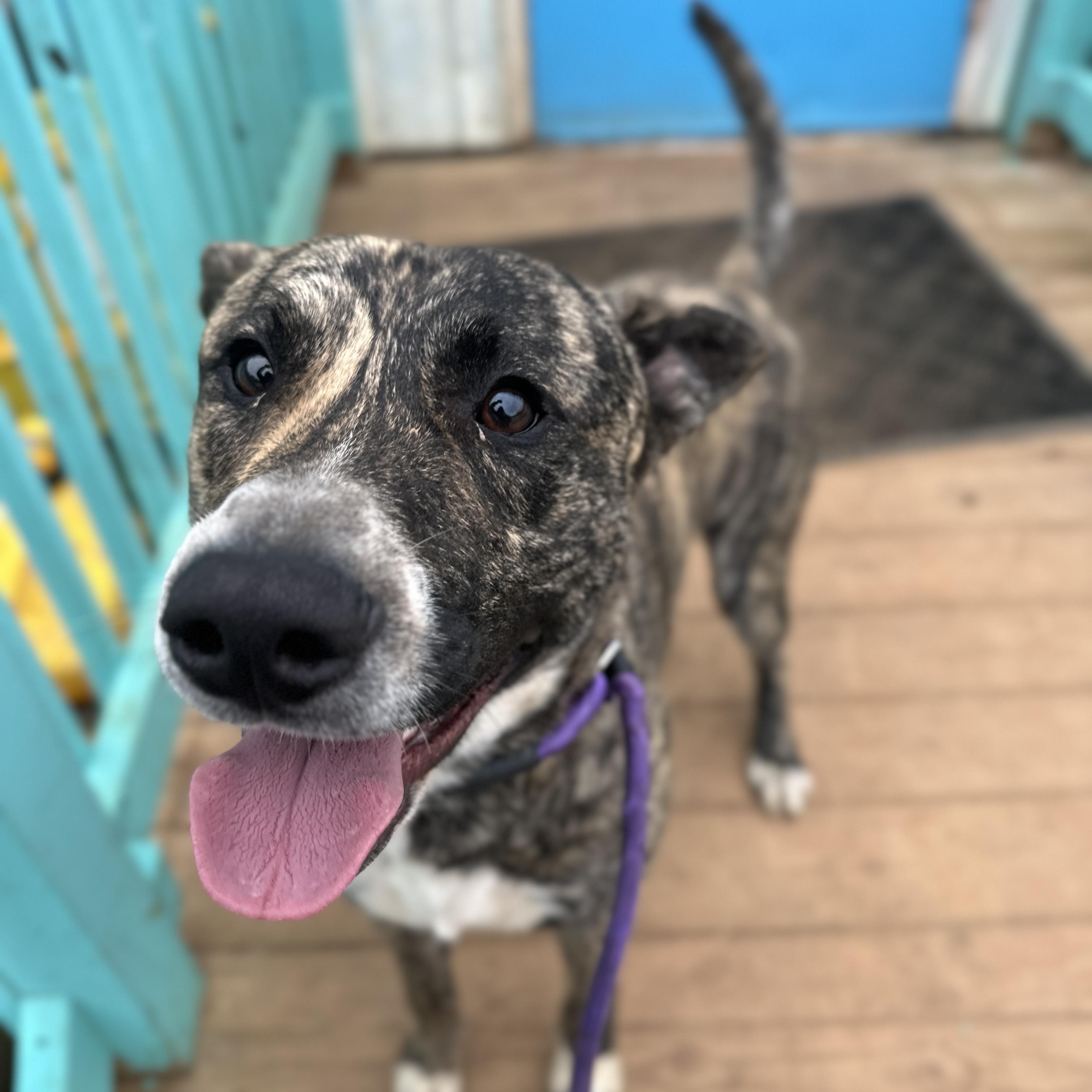 Lucious — thumbnail 2