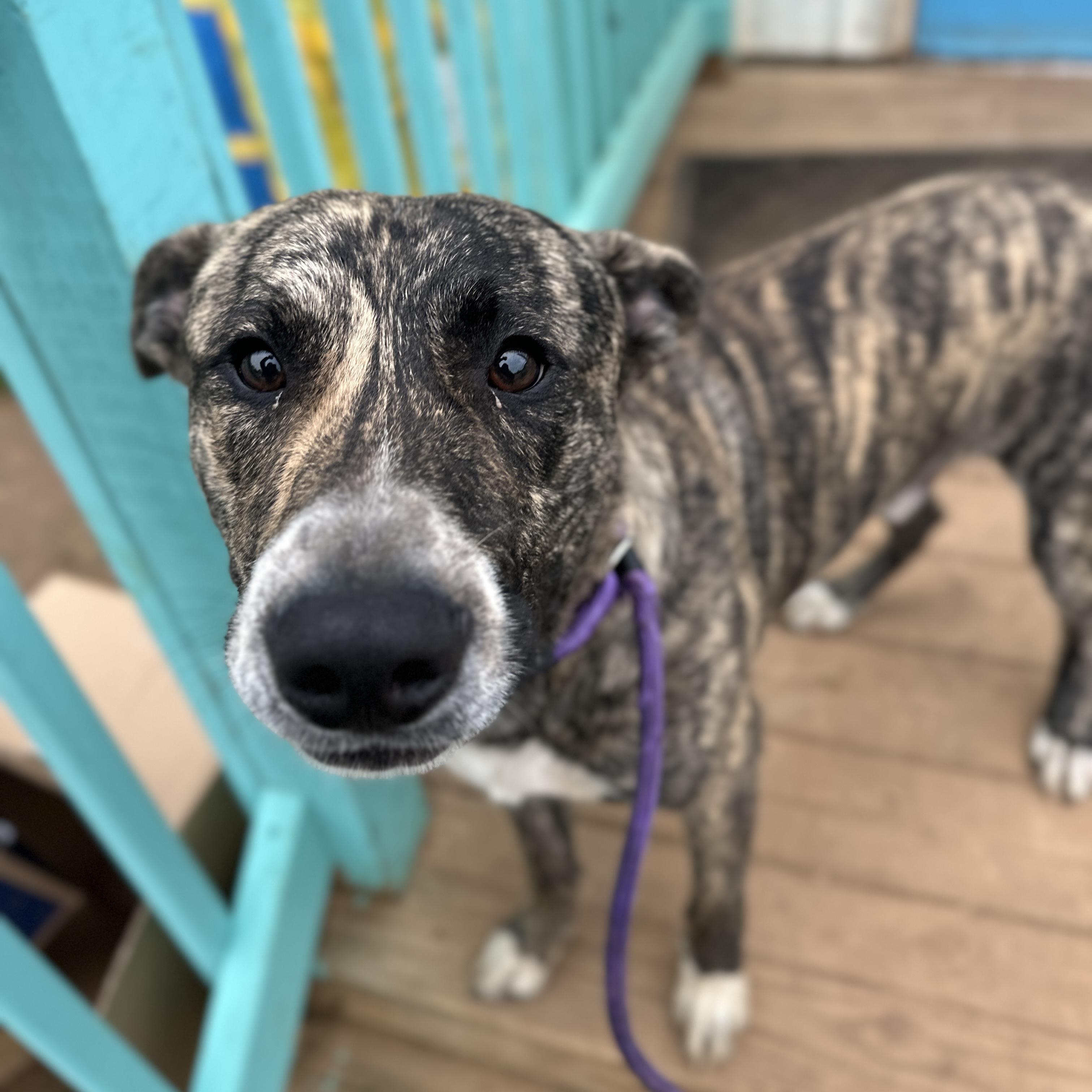 Lucious — thumbnail 4