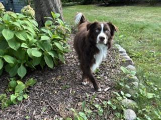 Enlarge 1202 Arlo, a Adoptable Australian Shepherd in Ringwood, IL image 1/3