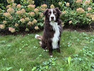 Enlarge 1202 Arlo, a Adoptable Australian Shepherd in Ringwood, IL image 2/3