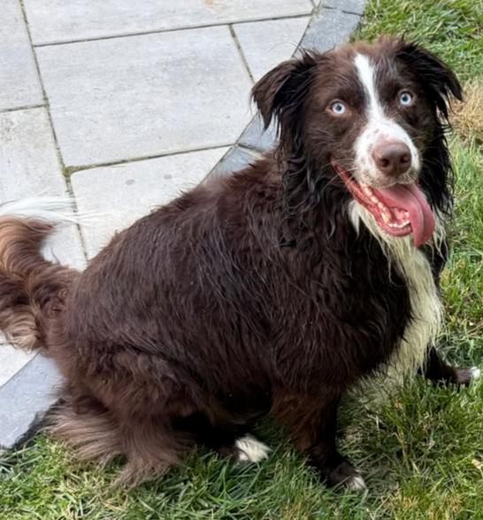 Enlarge 1202 Arlo, a Adoptable Australian Shepherd in Ringwood, IL image 3/3