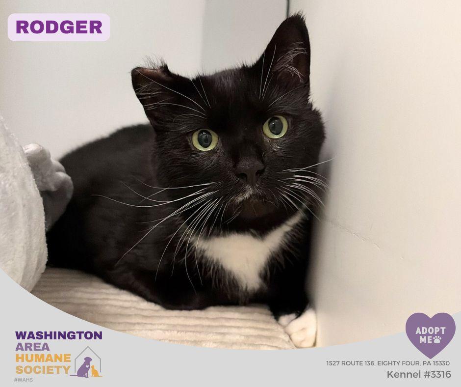 Rodger, adopted, Adult Male Domestic Short Hair.