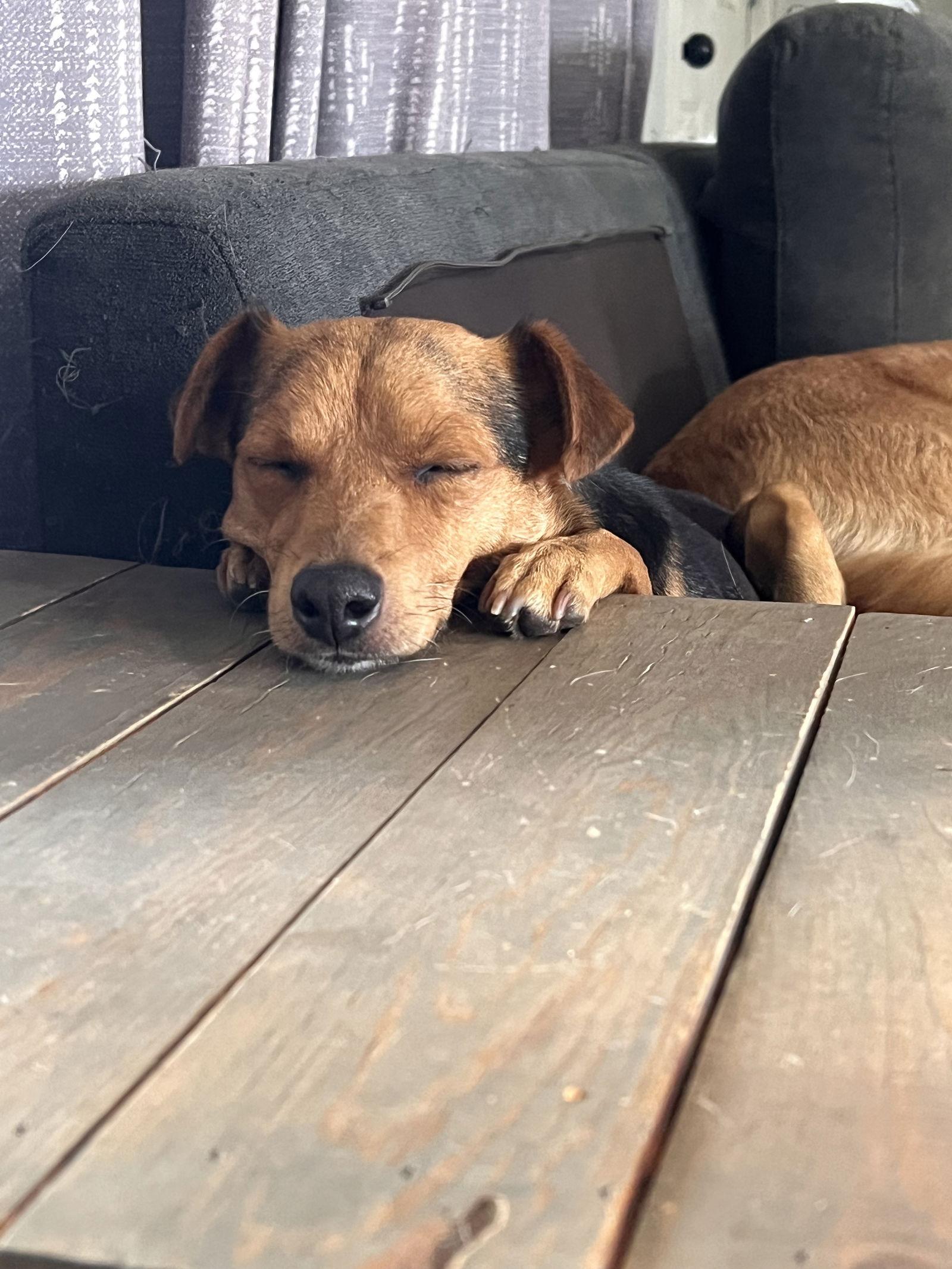 Riley, Adopted, Adult Male Chihuahua.