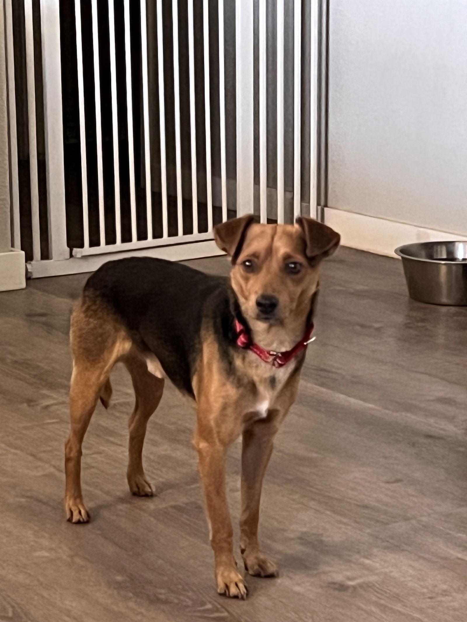 Enlarge Riley, a Adopted Chihuahua in Polson, MT image 2/3