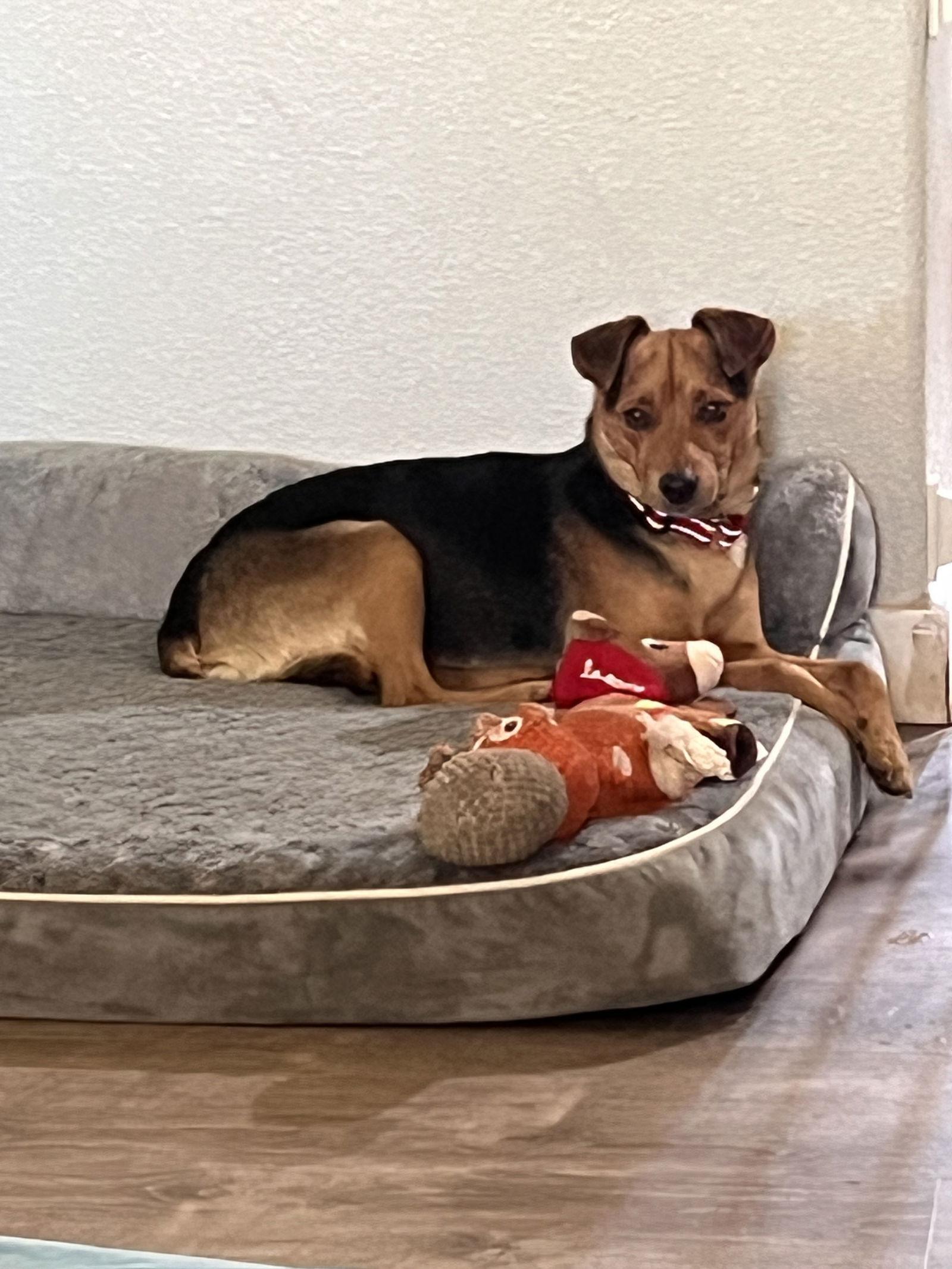 Enlarge Riley, a Adopted Chihuahua in Polson, MT image 3/3