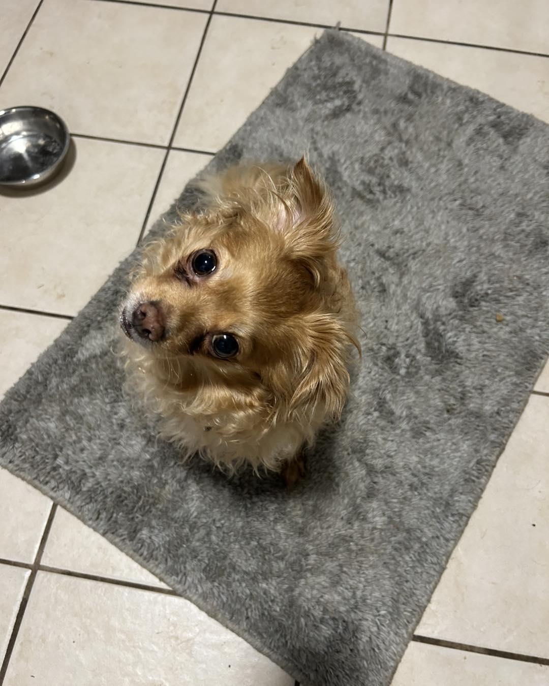 Canela, a ADOPTABLE mixed breed in Winsted, CT image 4/4