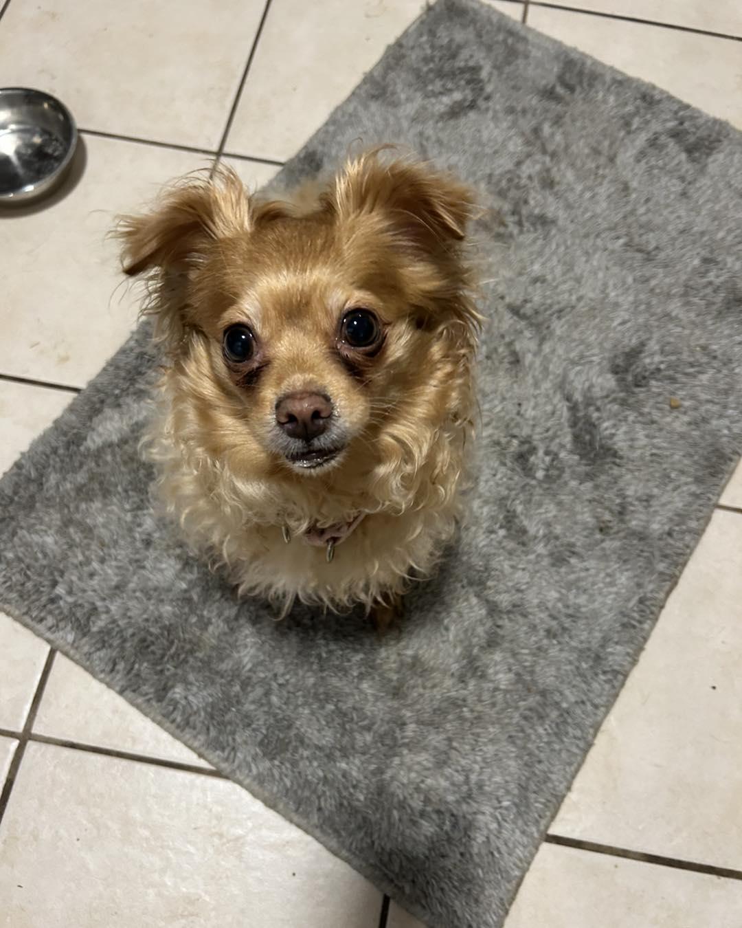 Canela, a ADOPTABLE mixed breed in Winsted, CT image 2/4