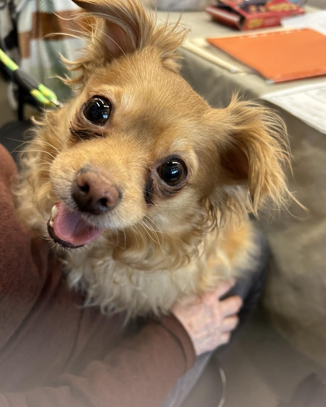 Canela, a ADOPTABLE mixed breed in Winsted, CT image 1/4