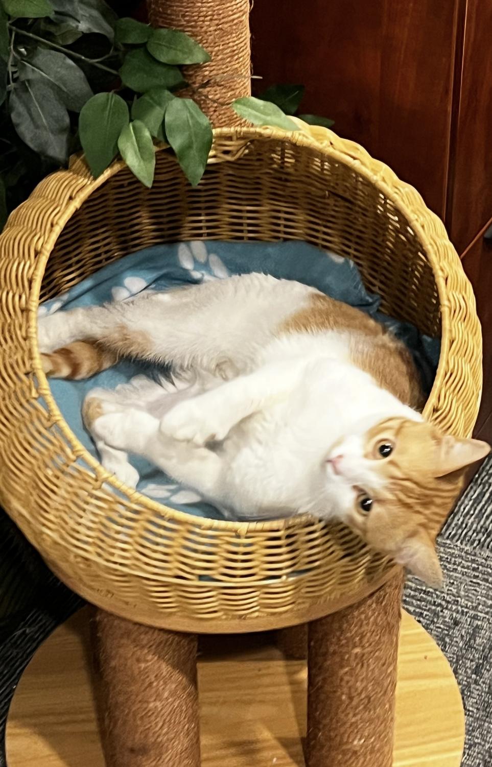 Enlarge Sunny, a Adopted Domestic Short Hair in Manchester, NH image 1/6