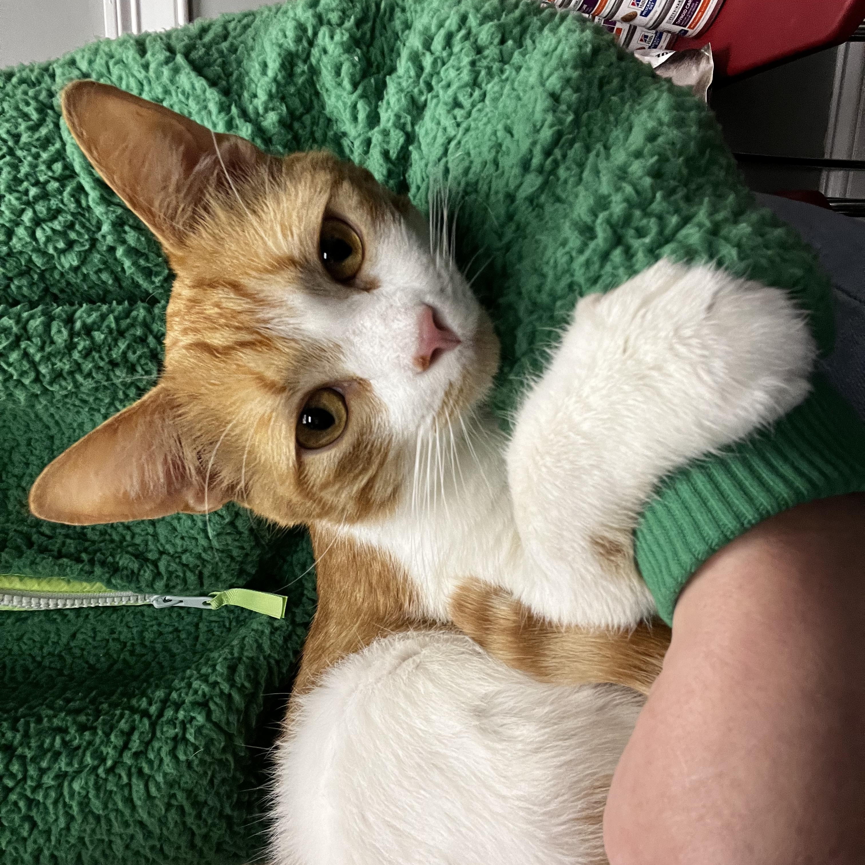 Enlarge Sunny, a Adopted Domestic Short Hair in Manchester, NH image 3/6