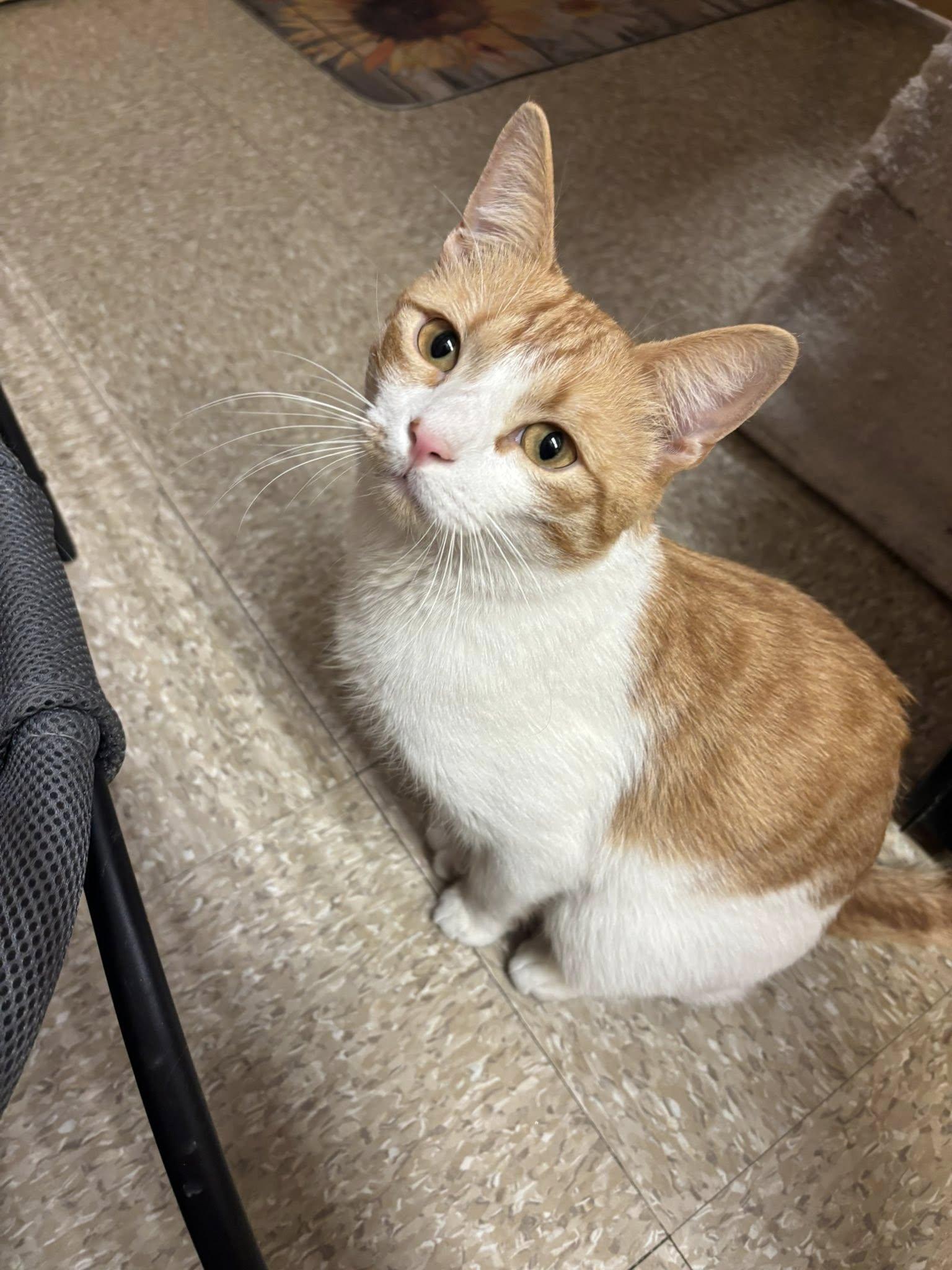 Enlarge Sunny, a Adopted Domestic Short Hair in Manchester, NH image 5/6