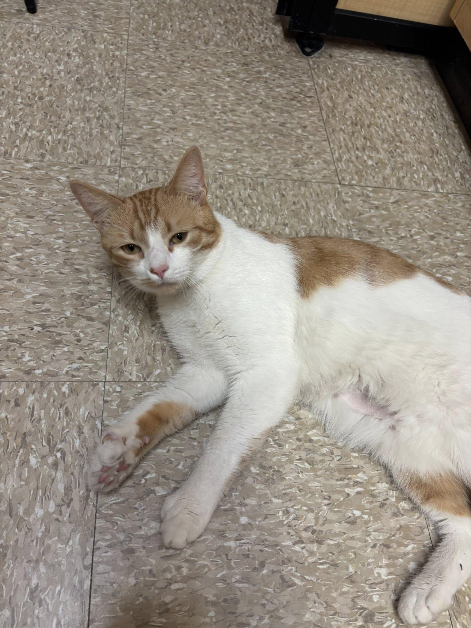 Enlarge Sunny, a Adopted Domestic Short Hair in Manchester, NH image 6/6