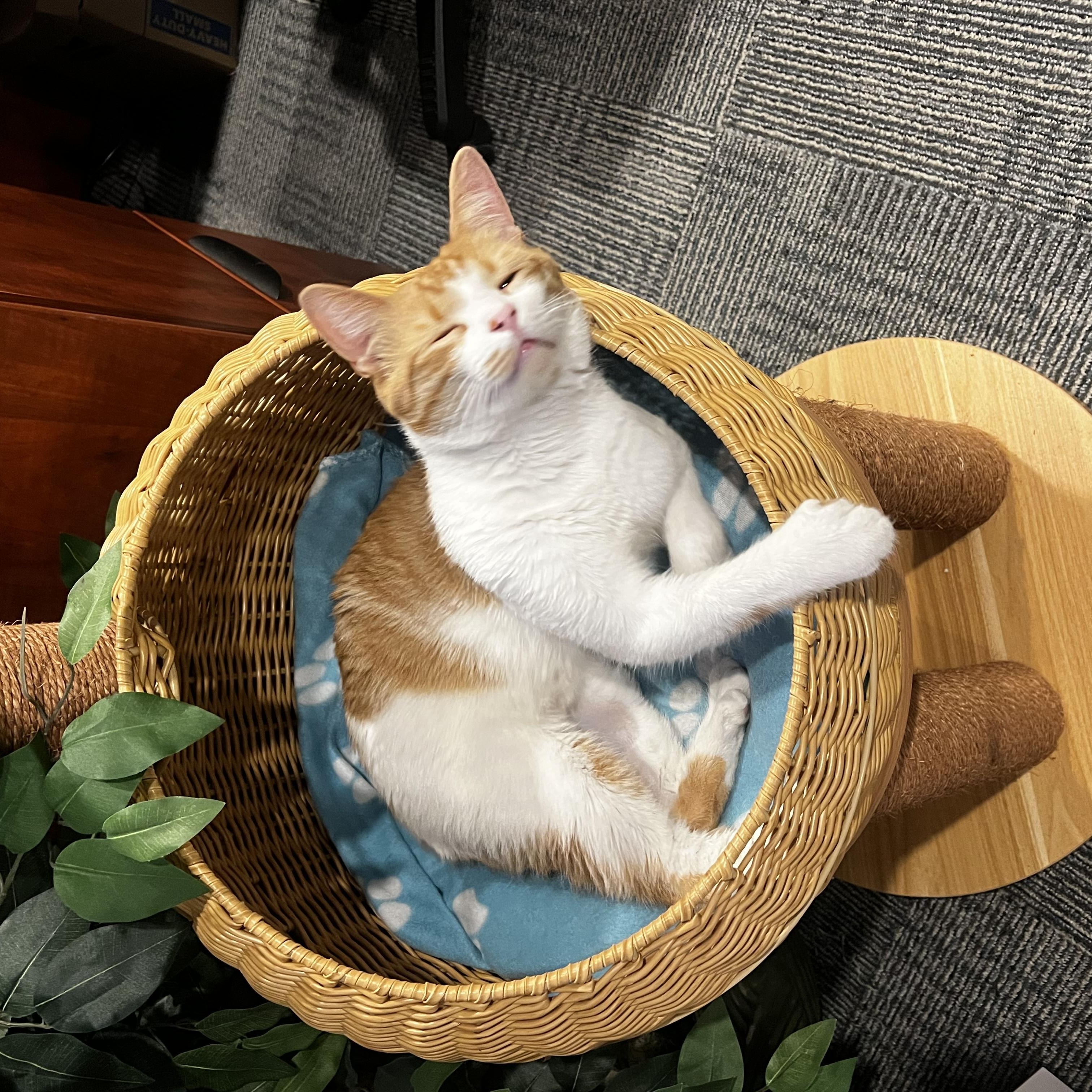 Sunny, Adopted, Adult Male Domestic Short Hair.