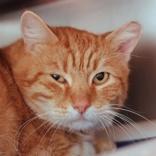 Peach (Mr Peaches), Adoptable, Senior Male Domestic Short Hair.