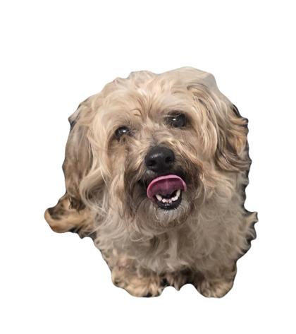 Enlarge Missy, an adopted mixed breed in Red Bluff, CA image 1/1