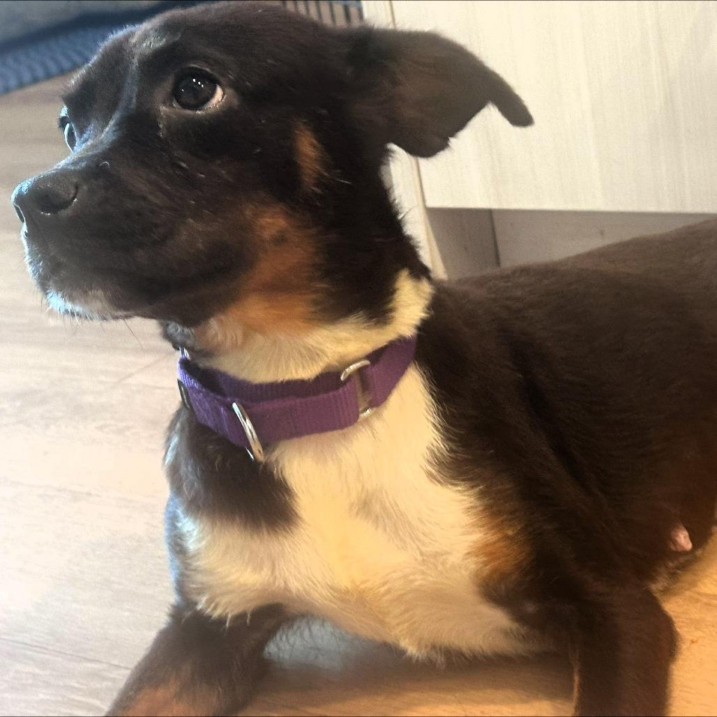 Athena, Adoptable, Adult Female Beagle & Mixed Breed.