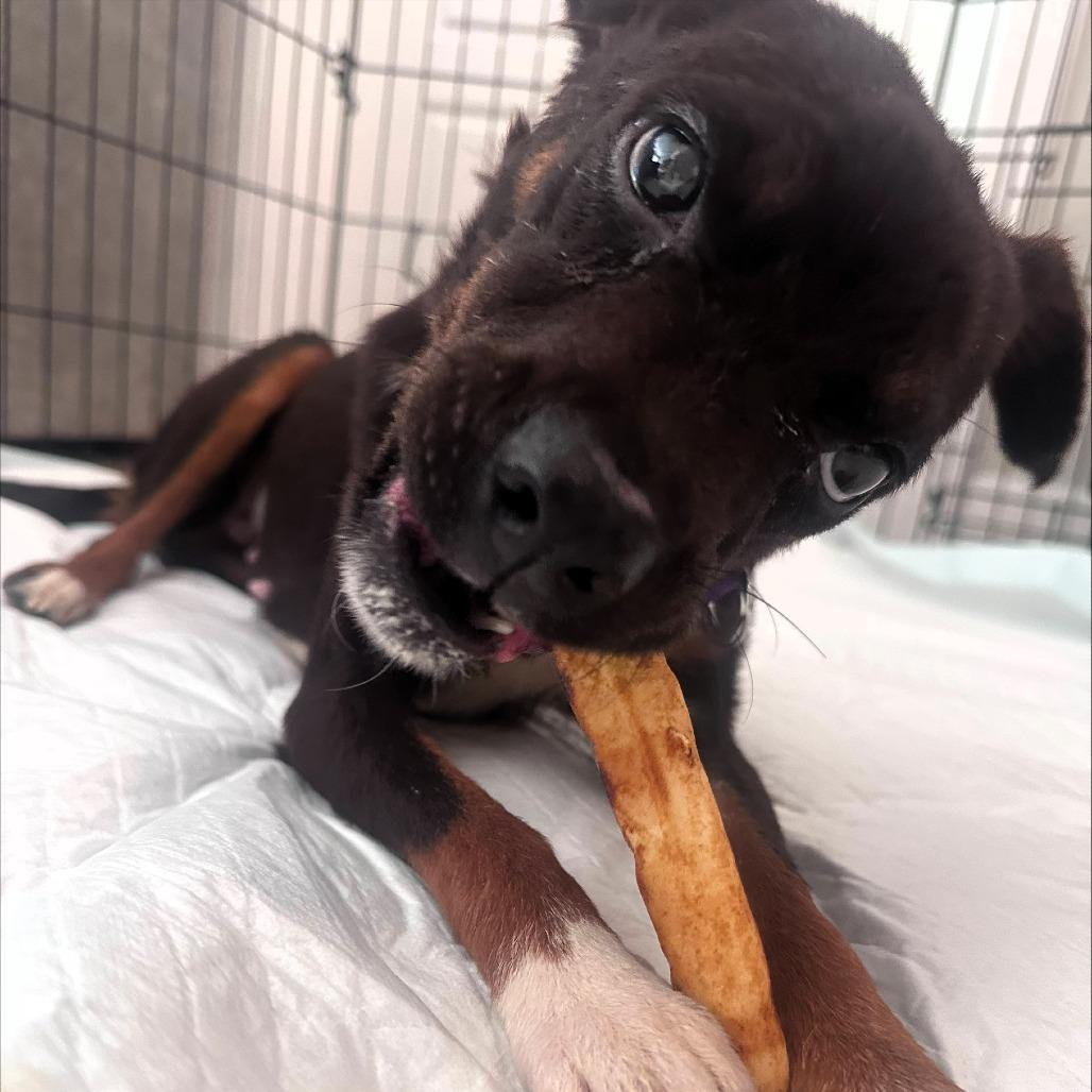Enlarge Athena, a Adoptable mixed breed in Shawnee, KS image 2/6