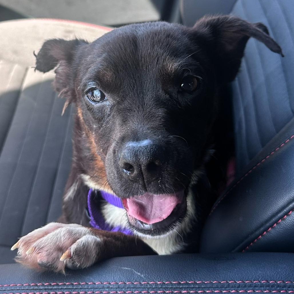 Enlarge Athena, a Adoptable mixed breed in Shawnee, KS image 3/6