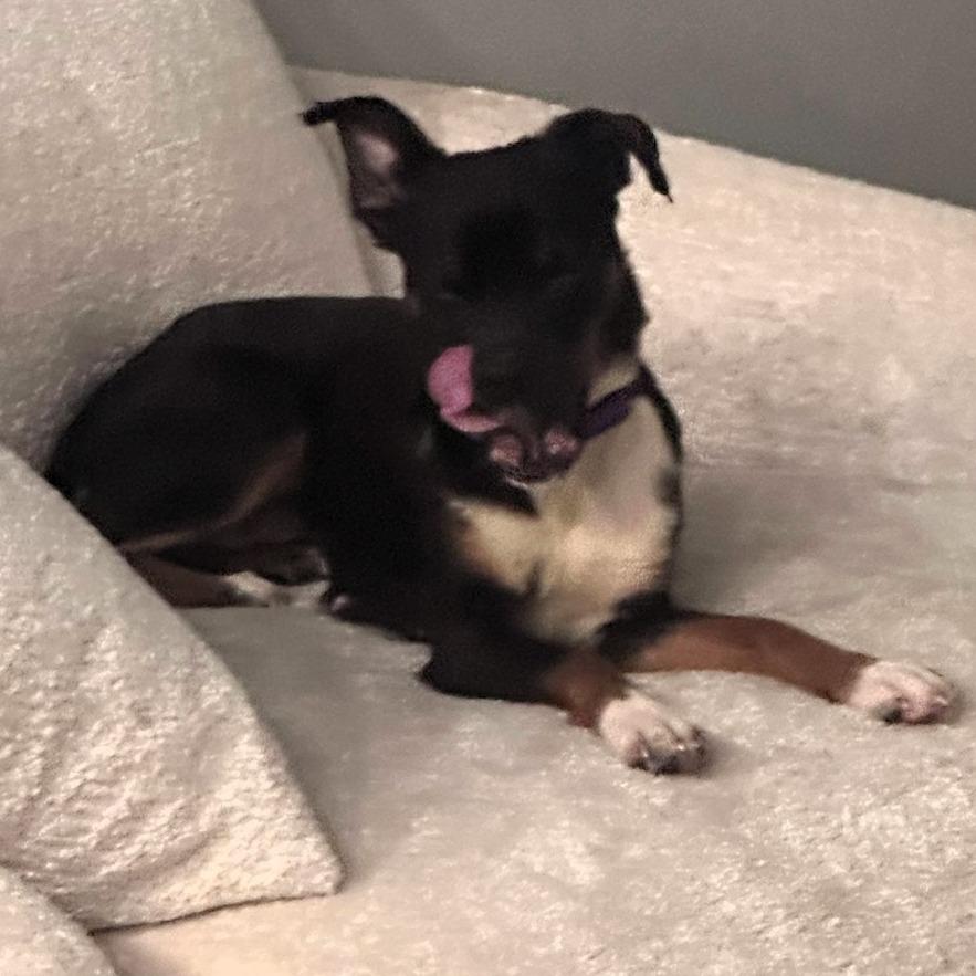 Enlarge Athena, a Adoptable mixed breed in Shawnee, KS image 4/6