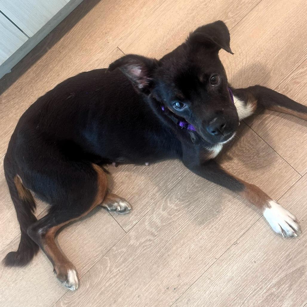 Enlarge Athena, a Adoptable mixed breed in Shawnee, KS image 6/6