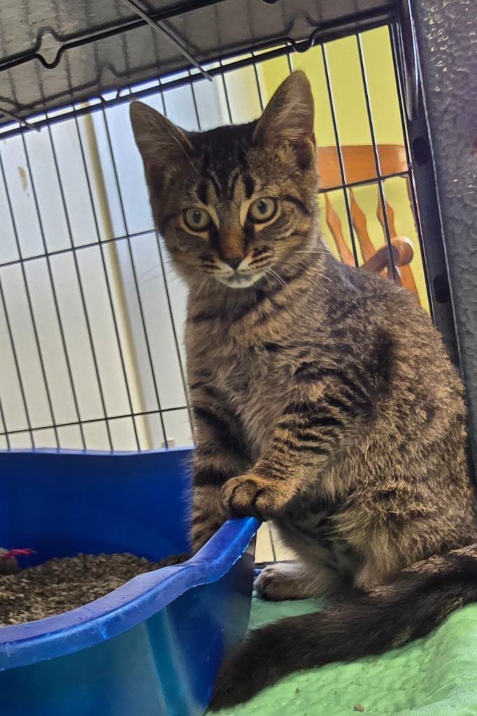 Enlarge Ramona, a Adoptable mixed breed in Auburn, IN image 1/6