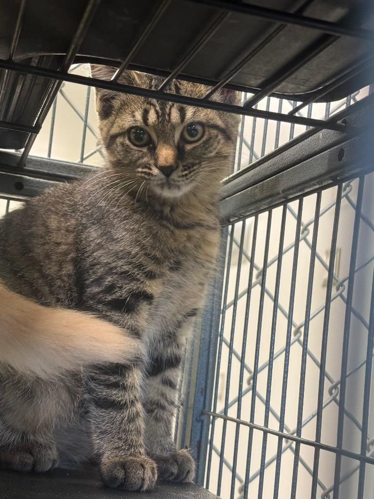 Enlarge Ramona, a Adoptable mixed breed in Auburn, IN image 2/6