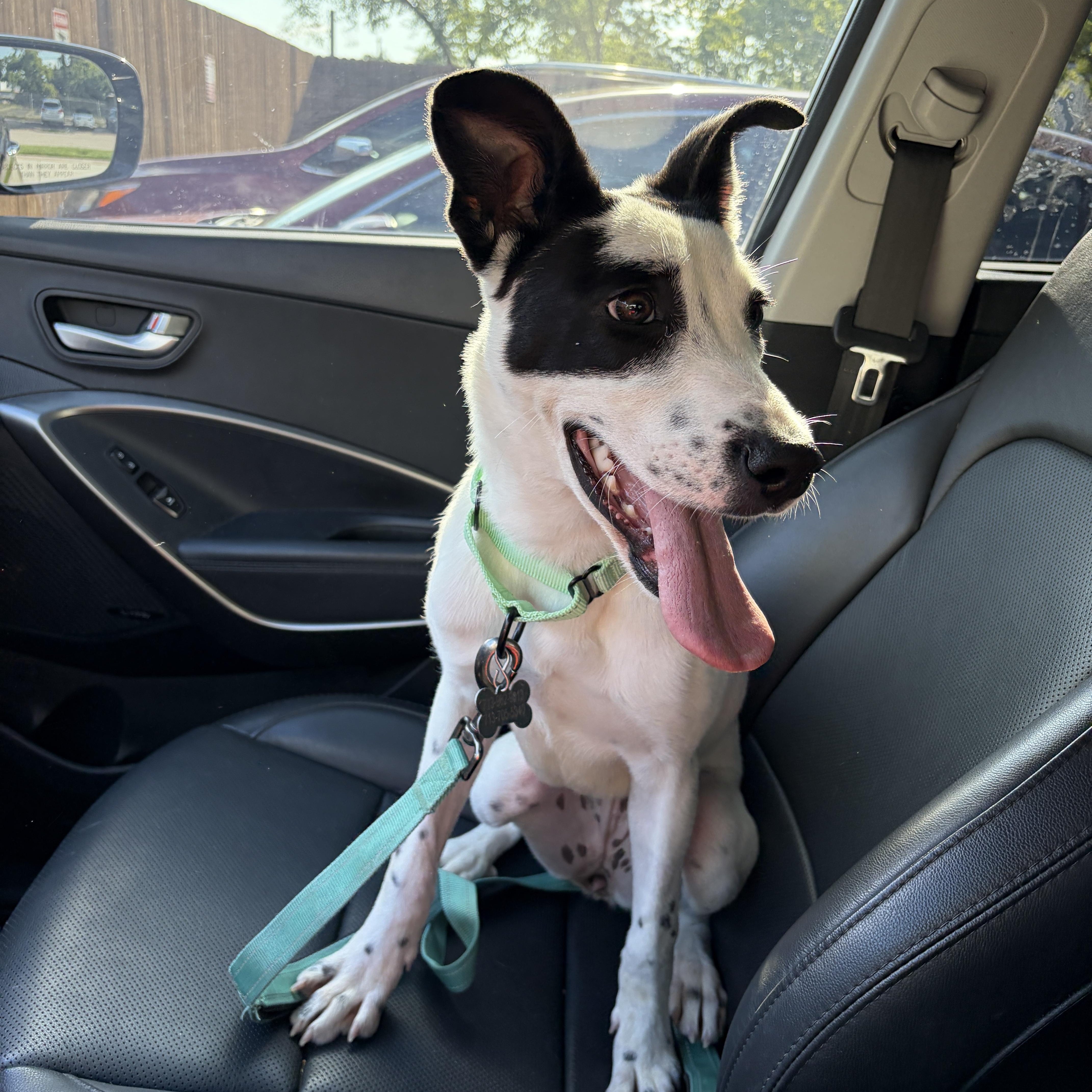Enlarge Vi, a Adoptable mixed breed in Houston, TX image 4/6