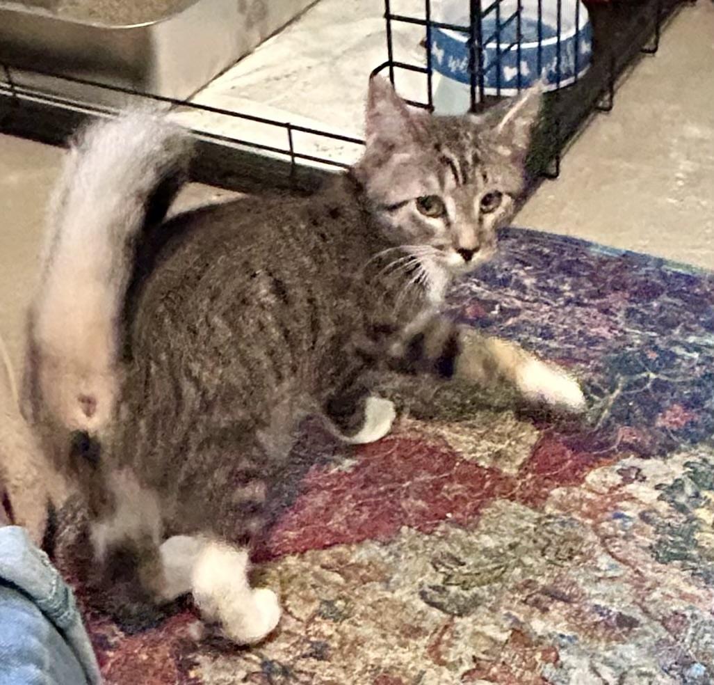 Hopper, a ADOPTABLE Domestic Short Hair in Ephrata, WA image 2/4