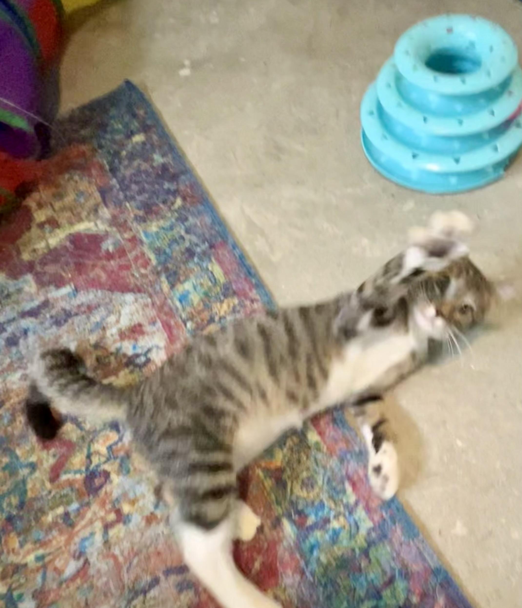 Hopper, a ADOPTABLE Domestic Short Hair in Ephrata, WA image 3/4