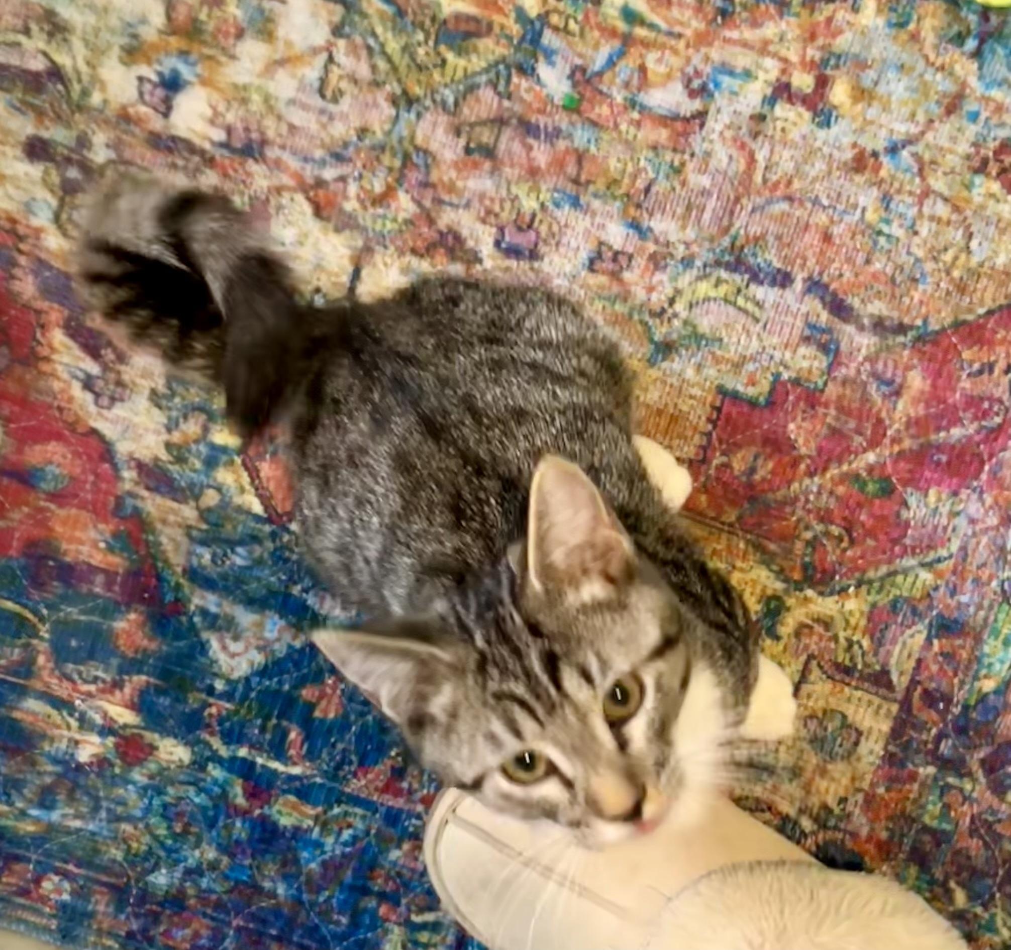 Hopper, a ADOPTABLE Domestic Short Hair in Ephrata, WA image 4/4