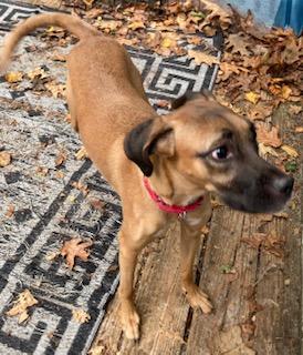 Hattie, a Adoptable mixed breed in Coventry, CT image 1/3