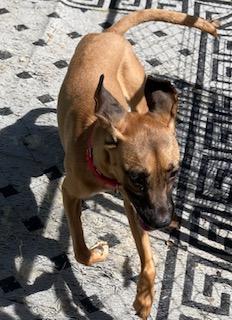 Hattie, a Adoptable mixed breed in Coventry, CT image 2/3