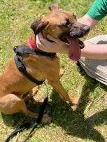 Hattie, a Adoptable mixed breed in Coventry, CT image 3/3