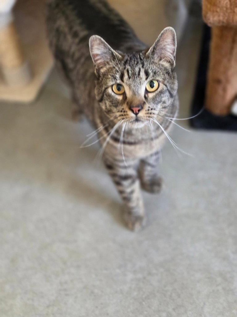 Enlarge Asher, a Adoptable Domestic Short Hair in Emmett, ID image 1/1