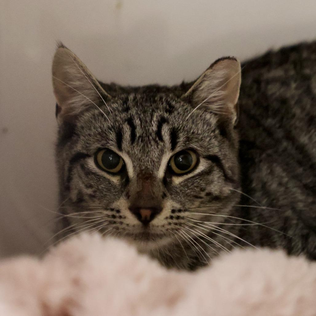Jumper, Adoptable, Young Male Domestic Short Hair.