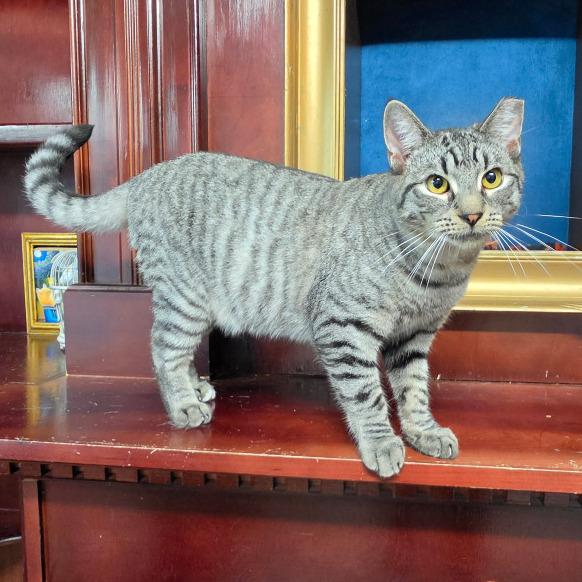 Enlarge Jumper, a Adoptable Domestic Short Hair in Briarcliff Manor, NY image 2/3