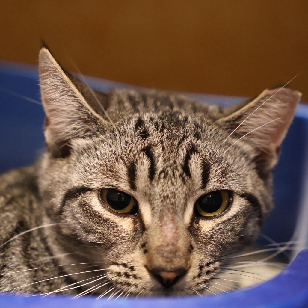 Enlarge Jumper, a Adoptable Domestic Short Hair in Briarcliff Manor, NY image 3/3