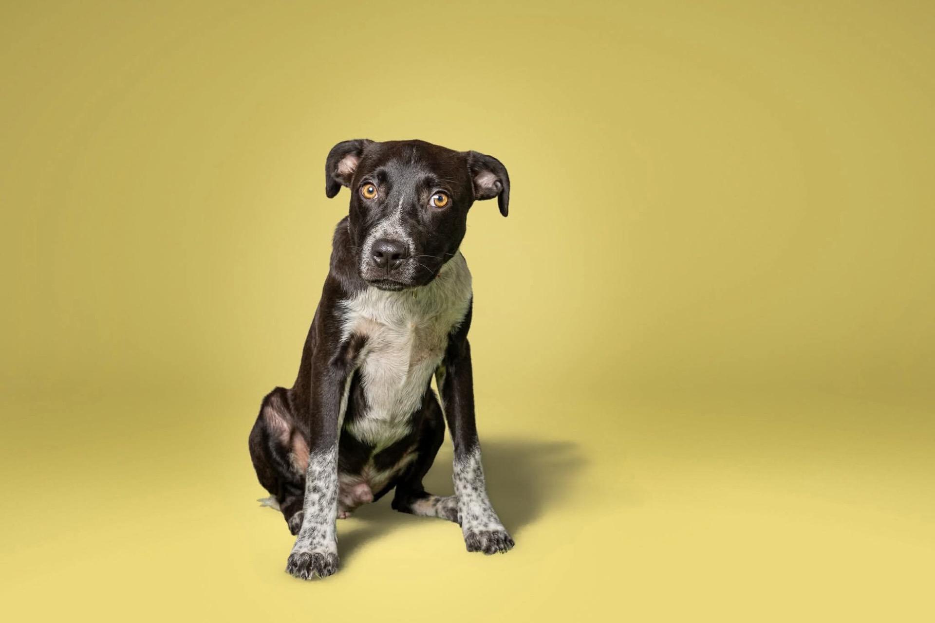 Enlarge Sir Lancelot, a Adoptable mixed breed in Shreveport, LA image 1/1