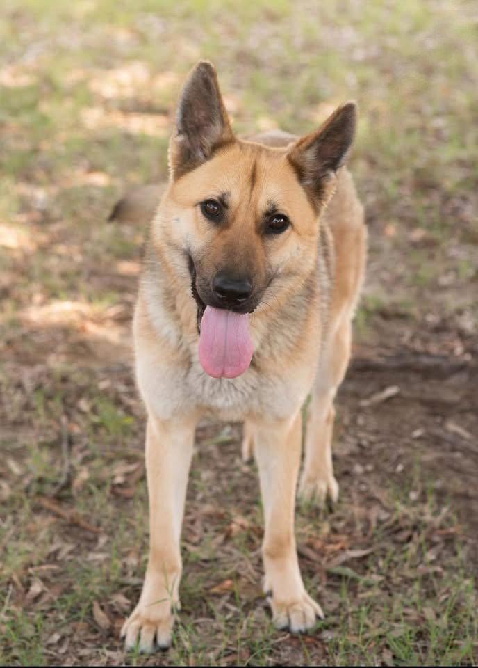 ABBY, Adoptable, Young Female German Shepherd Dog.