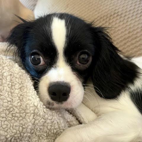 Mushu, Adoptable, Young Male Cavalier King Charles Spaniel & Poodle.
