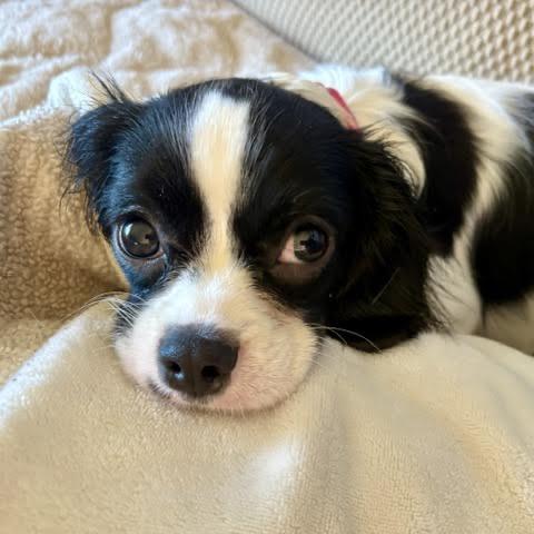 Enlarge Mushu, a Adopted mixed breed in Crystal, MN image 2/5