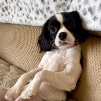 Enlarge Mushu, a Adopted mixed breed in Crystal, MN image 3/5